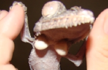 Calcium Sacs?