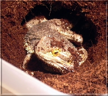 laying eggs