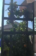 Razz enjoying some sunshine
