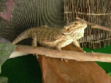 Red enjoying her outside time