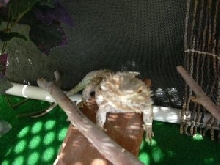 Red enjoying her outside time