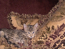 Just resting my eyes