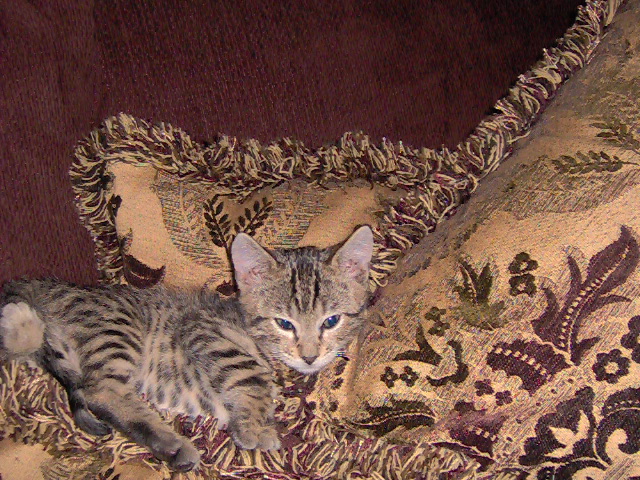 Just resting my eyes