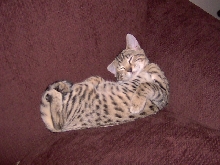 Jack resting