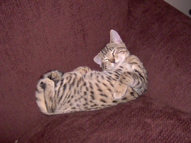 Jack resting