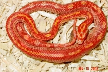Skittles