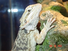 Diego