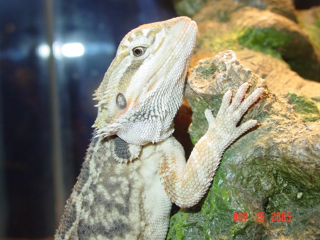 Diego
