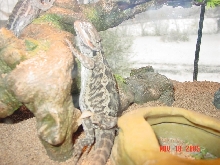Diego Shedding