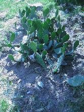 Cacti!
