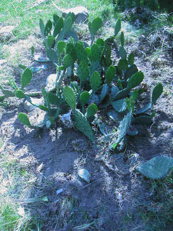 Cacti!