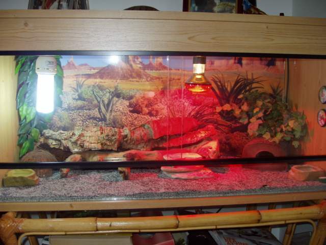 Gizmo's home!