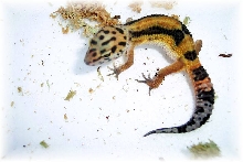 My new gecko