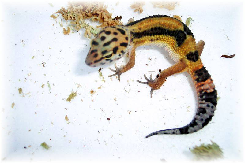 My new gecko