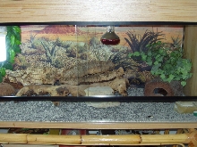 Vivarium for gecko..