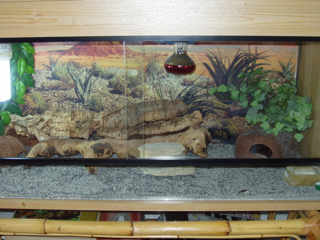 Vivarium for gecko..