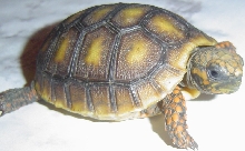 FOR SALE RED FOOT!!!!!!!!!