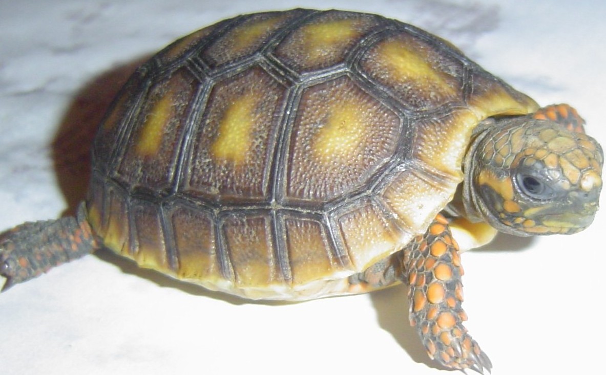 FOR SALE RED FOOT!!!!!!!!!
