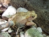 hypo cognatus