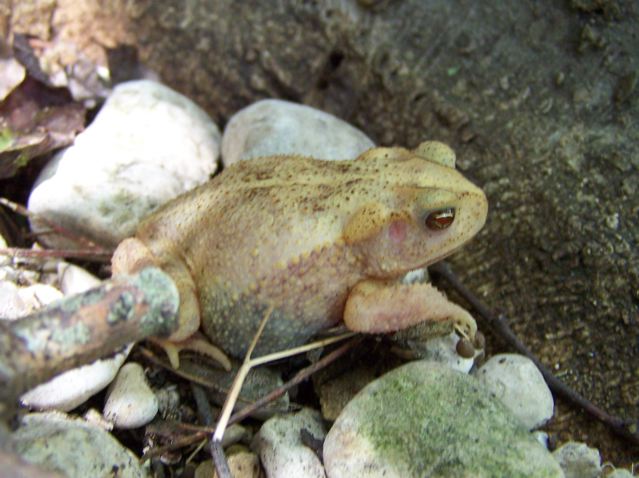hypo cognatus
