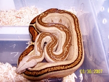 06 genetic stripe colombian boa