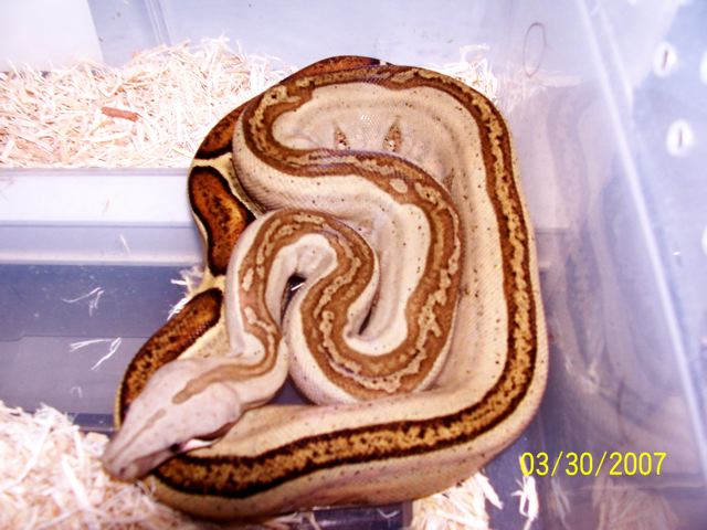 06 genetic stripe colombian boa