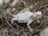 RT horned lizard