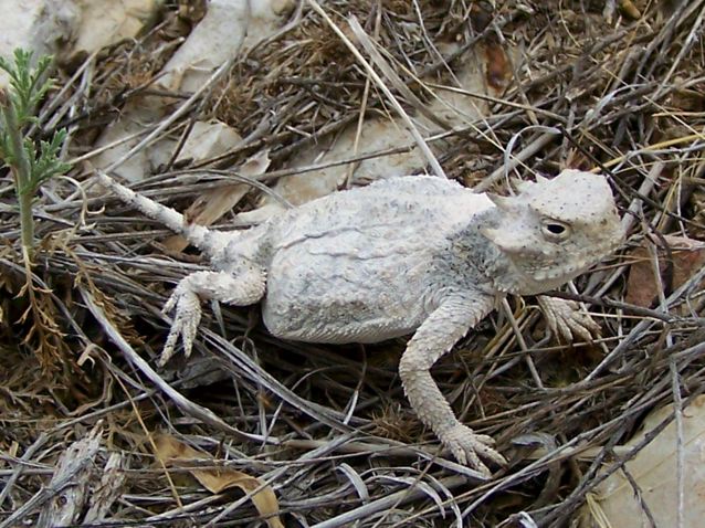 RT horned lizard