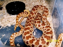 red hognose mating