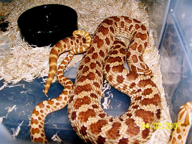 red hognose mating