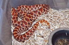 Holdback 2010 Red Hognose