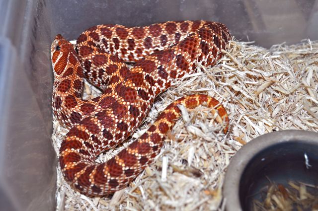 Holdback 2010 Red Hognose