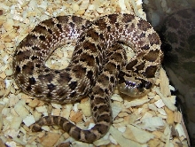Presidio co. kennerlyi hatchling