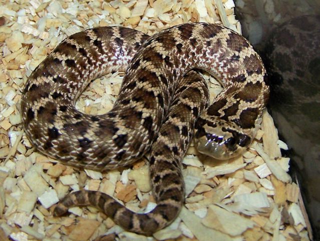 Presidio co. kennerlyi hatchling
