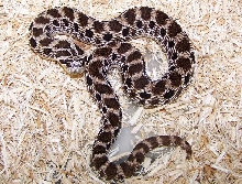 Presidio co. kennerlyi male