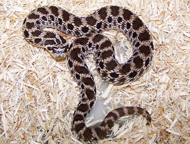 Presidio co. kennerlyi male