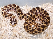 Marathon kennerlyi female