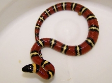 Annulata hatchling 2
