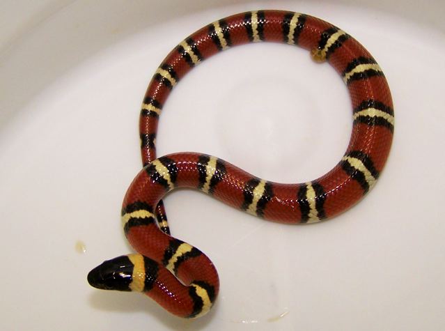 Annulata hatchling 2