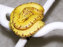Chondro hatchling