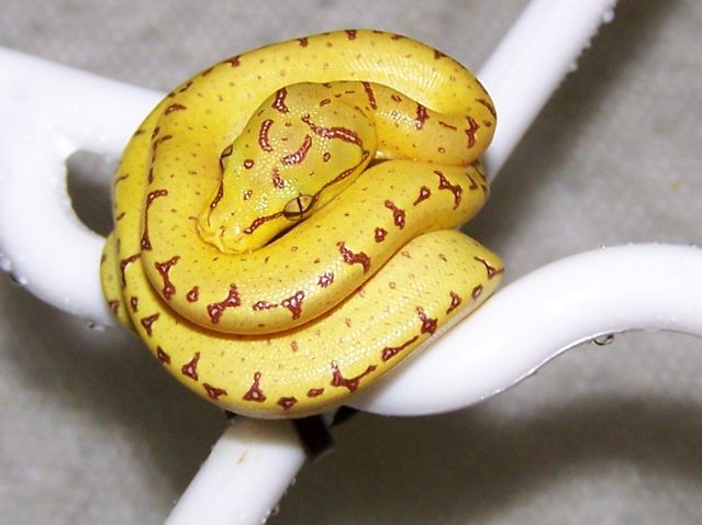 Chondro hatchling