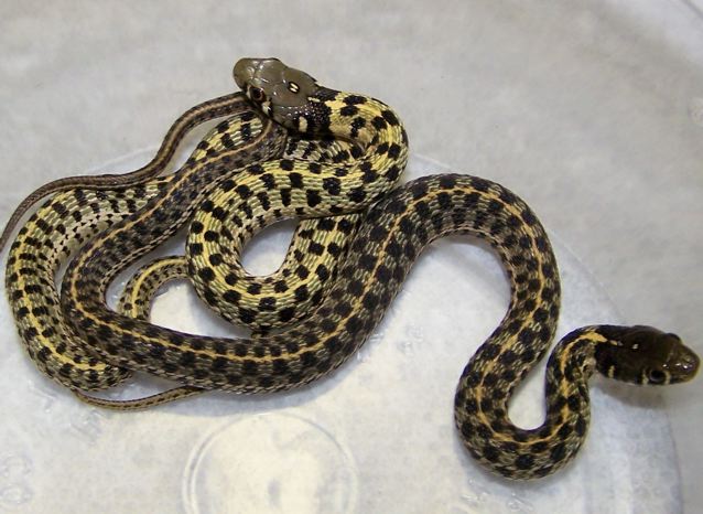 Hypo and Normal checkered garter snakes