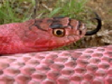 red coach