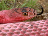 red coach