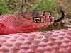 pink coachwhip