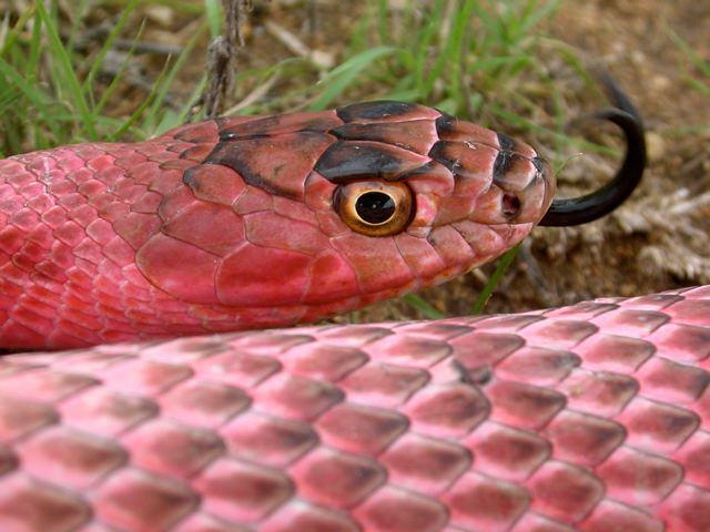 pink coachwhip
