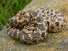 Mex hognose