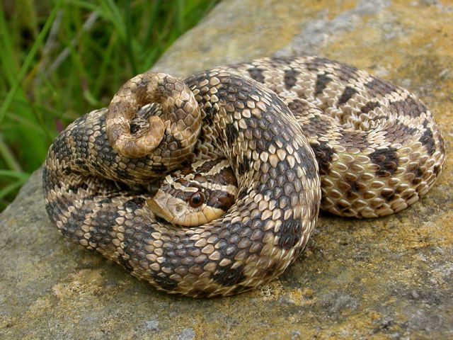 Mex hognose