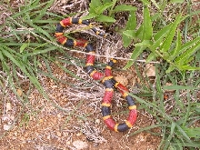 texas coral 07