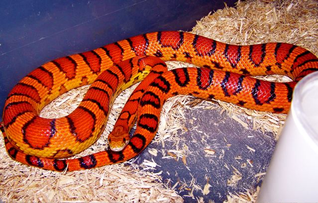 Female Abbott Okeetee